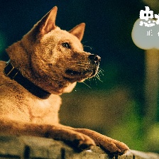 忠犬八公