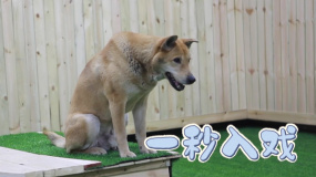 《忠犬八公》發(fā)布特輯 看動(dòng)物演員如何拍戲