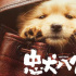 程波教授评《忠犬八公》：他山之石与中国故事