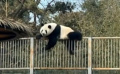 为什么它能成为顶流？