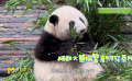 熊猫是成都的一个代表