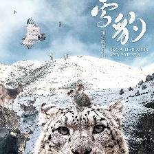 雪豹和她的朋友們