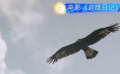 《追鷹日記》：歷時(shí)六年拍攝，記錄了雄鷹的成長(zhǎng)過(guò)程