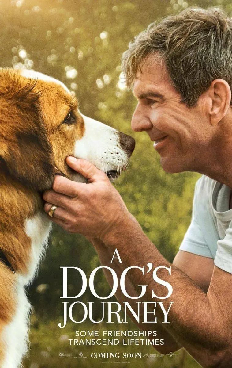 佳片有约 | 《一条狗的使命》：狗狗也能当演员？