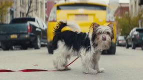 动物演员在《一条狗的使命2》表现如何？