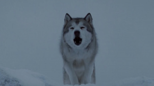 《南极大冒险》：雪橇犬努力求生的故事