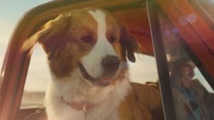 《一条狗的使命2》：贝利能否完成它的新使命？