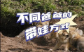 父亲节看“雪豹”朋友们花式带娃！
