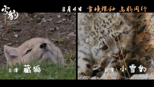 《雪豹和她的朋友们》曝定档预告 雪豹藏狐棕熊…8.4萌翻大银幕