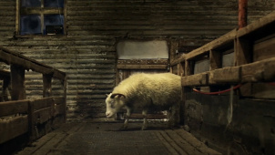 《羊崽》曾代表冰岛角逐奥斯卡金像奖最佳国际影片奖