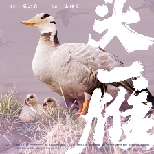 雪豹和她的朋友們