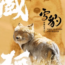 雪豹和她的朋友們