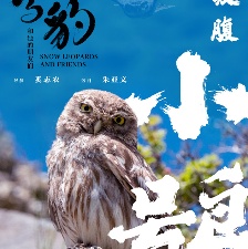 雪豹和她的朋友們