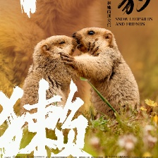 雪豹和她的朋友們