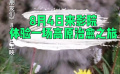 被萌化啦！观众们看《雪豹和她的朋友们》反应太可爱