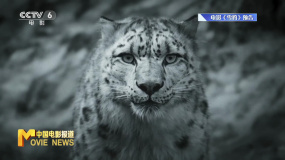 万玛才旦作品《雪豹》入围威尼斯国际电影节 中国电影闪耀国际