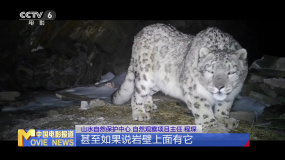直击“寻踪雪豹”——电影《雪豹和她的朋友们》融媒体直播