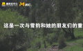 直擊尋蹤雪豹｜一次與雪豹和她的朋友們的重逢