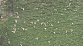“寻踪雪豹”融媒体直播拍到鼠兔和岩羊