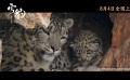 《雪豹和她的朋友们》终极预告 开启心灵治愈之旅