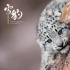 評《雪豹和她的朋友們》：動物世界里的人與自然