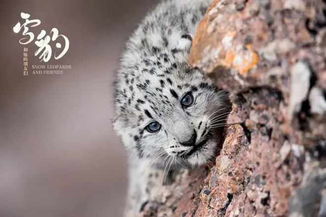 电影《雪豹和她的朋友们》：用影像来保护自然