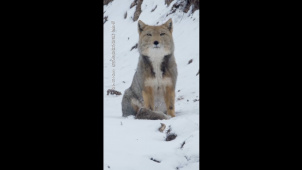 高原上的藏狐究竟有多优雅？
