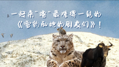 一起来“撸”最难得一见的《雪豹和她的朋友们》