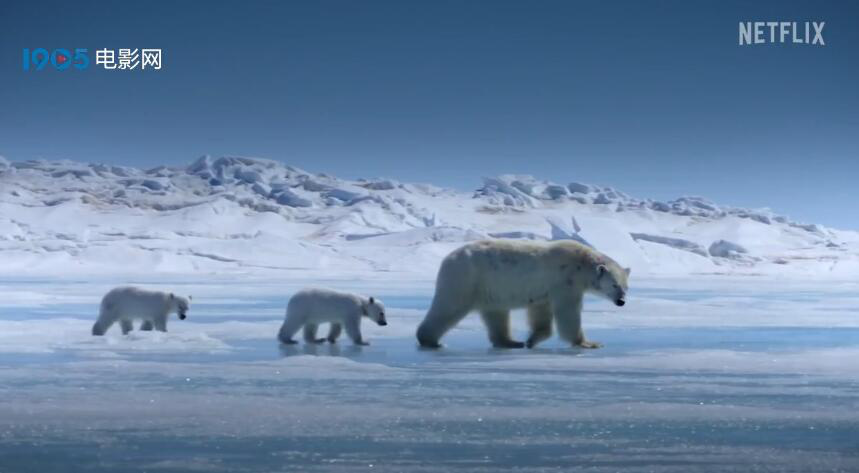 《食肉动物》预告片首发 北极熊狮子猎豹集体登场
