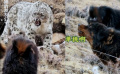 雪豹?jiǎng)駥W(xué)腦洞小劇場(chǎng)來(lái)啦！暑期檔最高分《雪豹和她的朋友們》全國(guó)熱映中