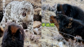 雪豹勸學腦洞小劇場來啦！暑期檔最高分《雪豹和她的朋友們》全國熱映中