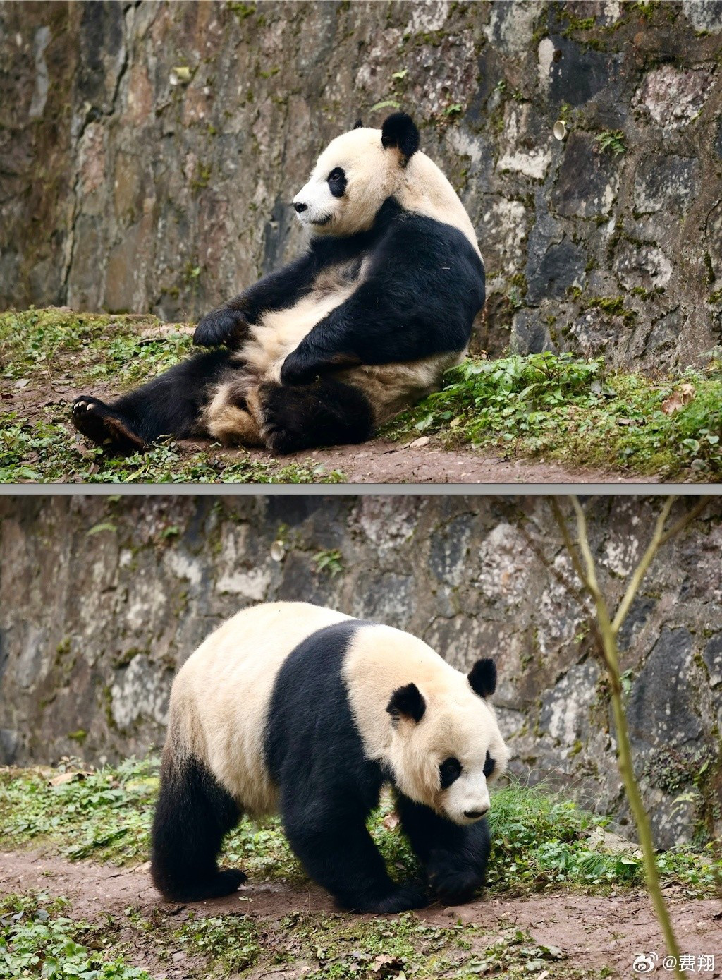 费翔看望自己领养的大熊猫 亲手给翔翔喂红萝卜笑开花