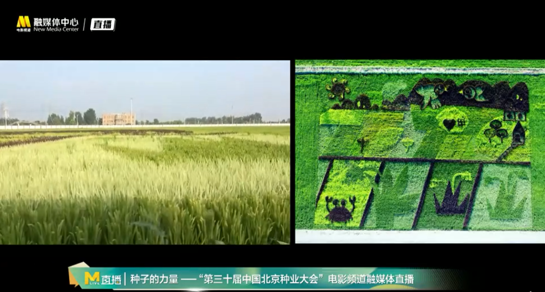 电影频道推出第三十届中国北京种业大会直播活动(图22)