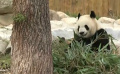 透过镜头看大熊猫吃饭