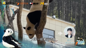 尹浩宇为大熊猫配音