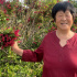 楊美芹