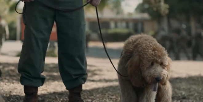 《化学课》发布片段 布丽·拉尔森结识巨型贵宾犬