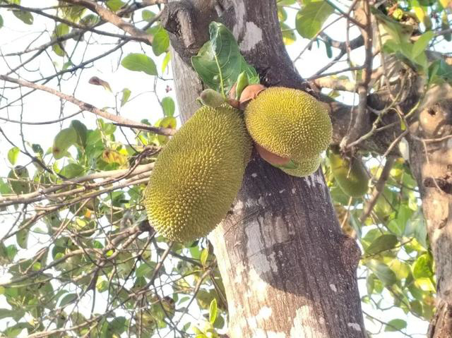 边城瑞丽,拥抱三年来“第一个春天”