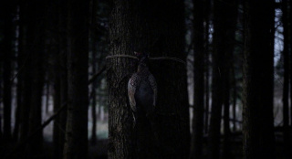 《小鹿斑比：清算》发布剧照 杀人鹿恐怖片来袭_好莱坞_电影网_1905.com