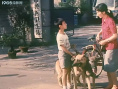 狼犬歷險(xiǎn)記