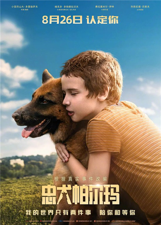 《忠犬帕尔玛》：感动数百万人的狗狗