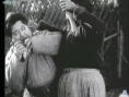 野玫瑰