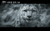 万玛才旦作品《雪豹》定档4月3日上映 人豹冲突引出人性思考