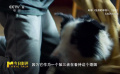 觀看《墜落的審判》時需留意：狗狗的視點和看不見的男孩
