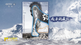 《雪豹》国际版海报影射人与自然和谐共生的精神理念