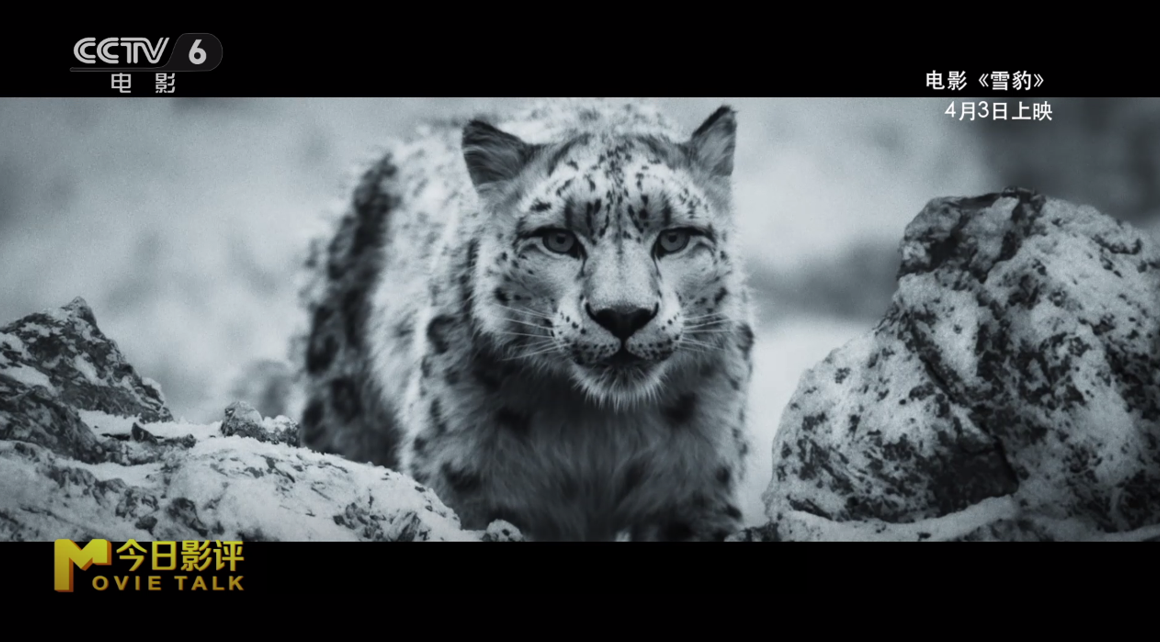 《雪豹》：多重视角下，对人与自然的深刻思考