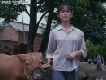 癡男怨女和牛