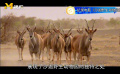 沙迦野生動(dòng)物園是中東地區(qū)最大的野生動(dòng)物園