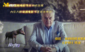 《驢叫》導(dǎo)演為何選擇驢作為影片主角？
