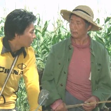 田野又是青紗帳